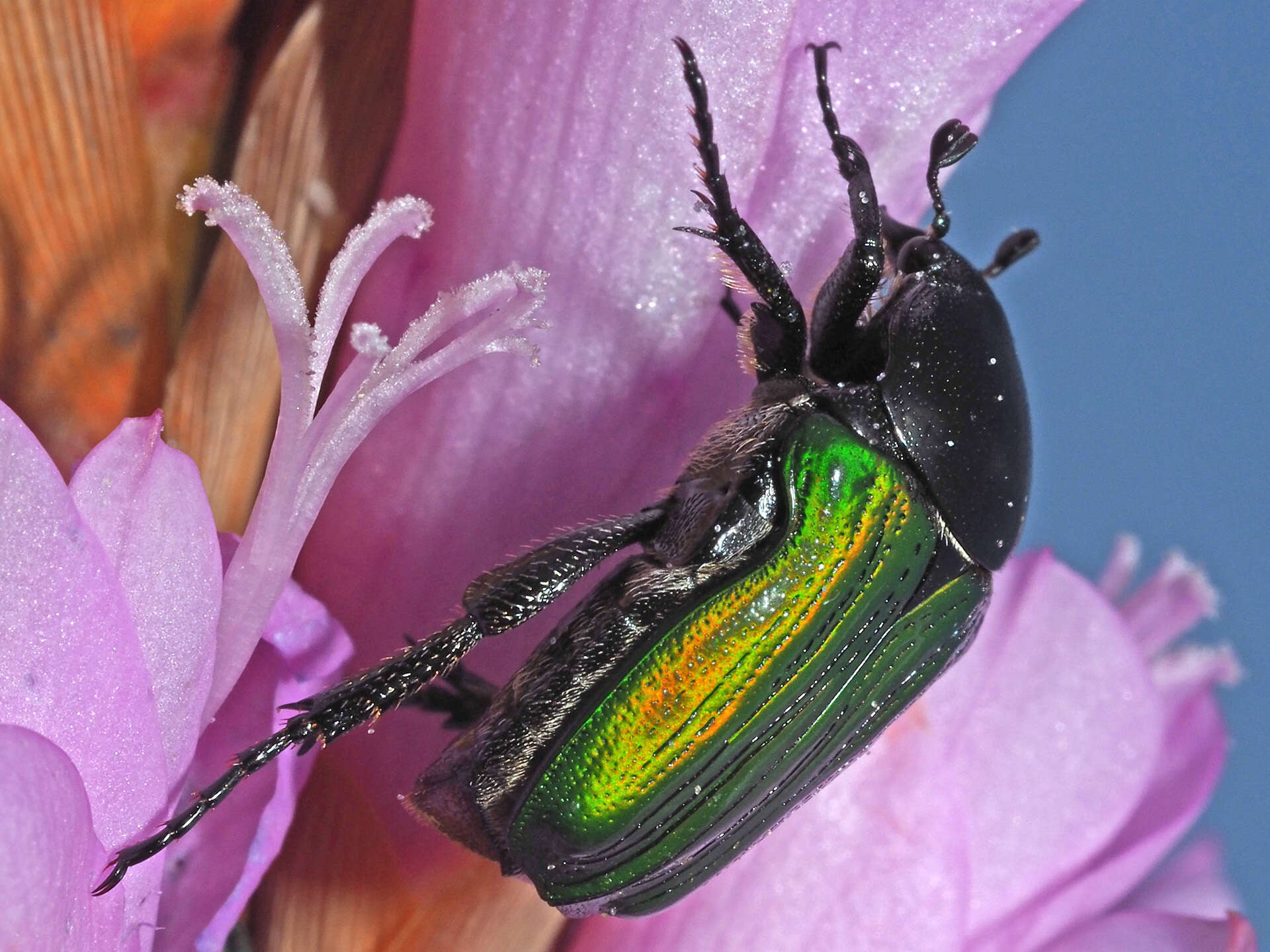 Image of Leucocelis haemorrhoidalis (Fabricius 1775)