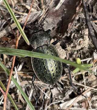 Imagem de Callisthenes (Chrysostigma) cancellatus (Eschscholtz 1833)