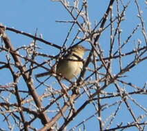 Image of Madagascan Cisticola