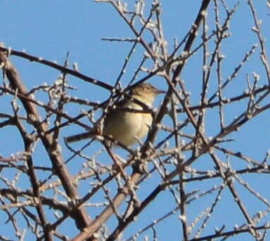 Image of Madagascan Cisticola