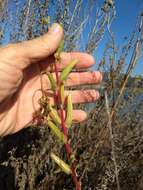 Oenothera elata subsp. hookeri (Torrey & A. Gray) W. Dietrich & W. L. Wagner的圖片