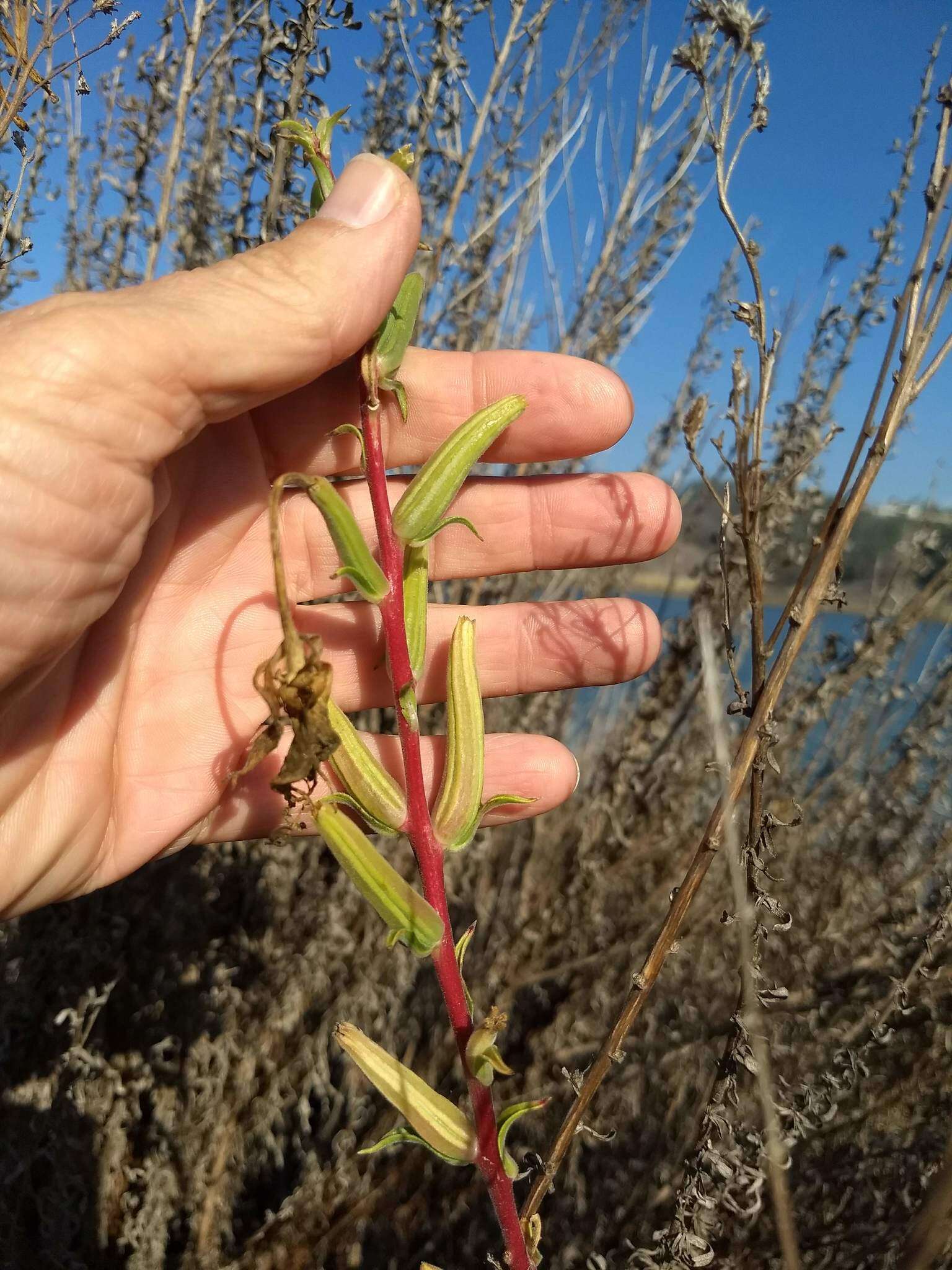 Image of Hooker's evening primrose