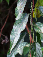 Image of Stachyurus himalaicus Hook. fil. & Thoms. ex Benth.