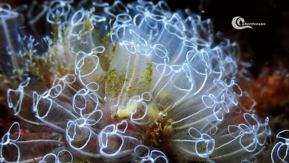 Image of Light-bulb sea squirt