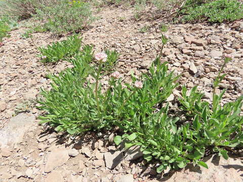 Image of California valerian