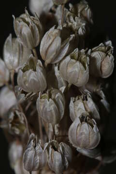 Image of Allium convallarioides Grossh.