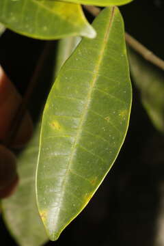 Image of Ficus variolosa Lindl. ex Benth.