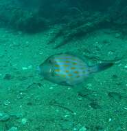 Image of Deep-bodied leatherjacket