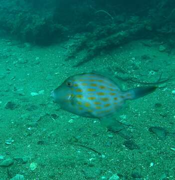 Image of Deep-bodied leatherjacket