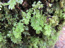 Imagem de Hymenophyllum revolutum Col.