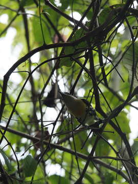 Image of Spot-crowned Barbet