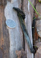 Image of Hygrocybe singeri (A. H. Sm. & Hesler) Singer 1958