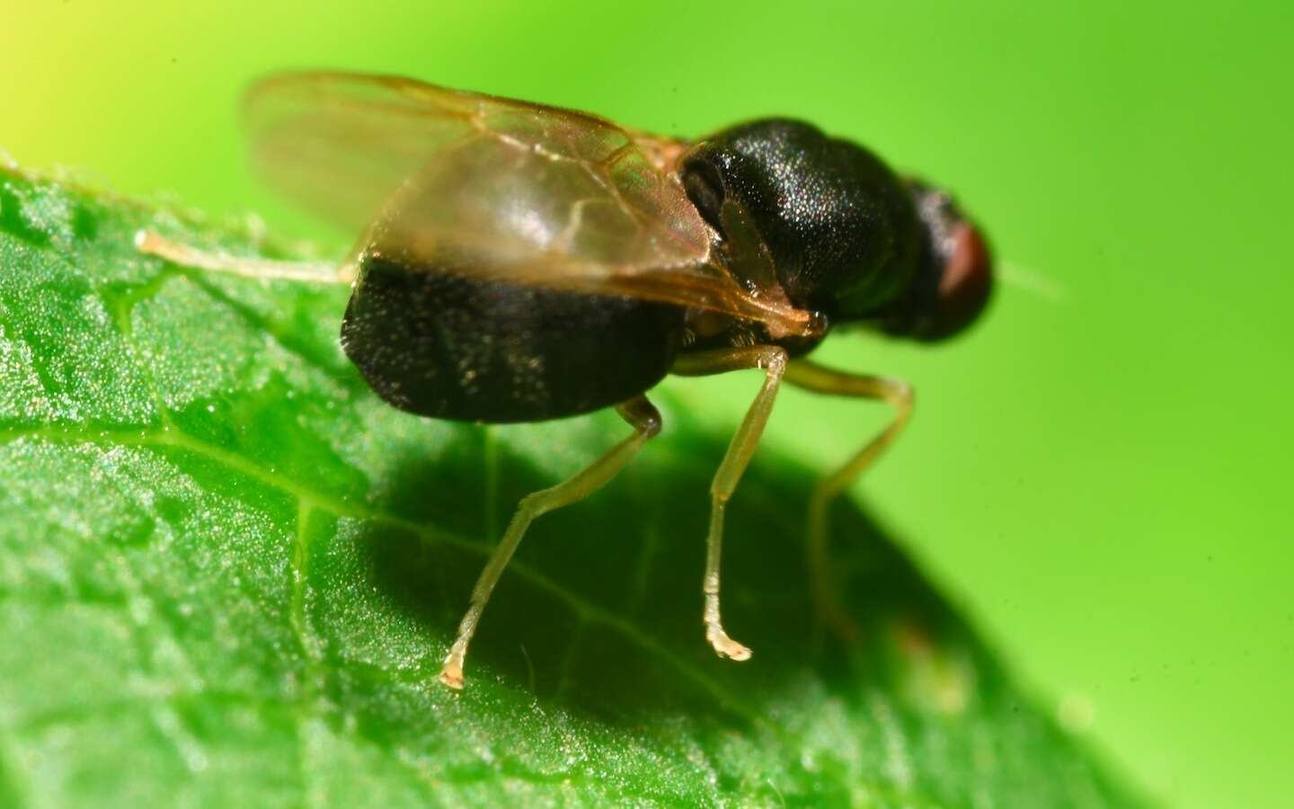 Image of Pachygaster leachii Curtis 1824