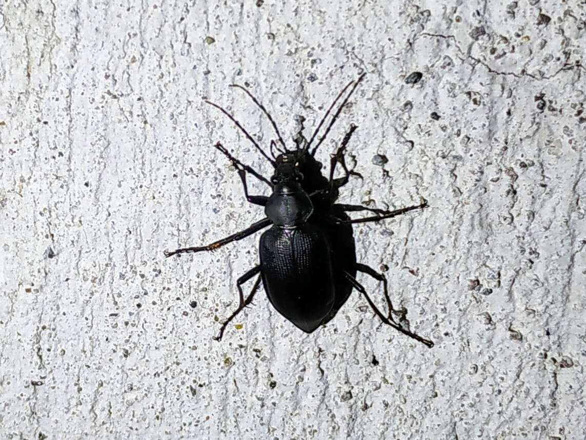 Image of Calosoma (Carabosoma) angulatum Chevrolat 1834