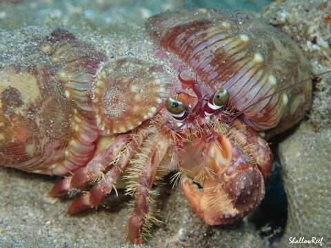 Image of jeweled anemone hermit