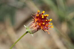 Image of Colorado greenthread