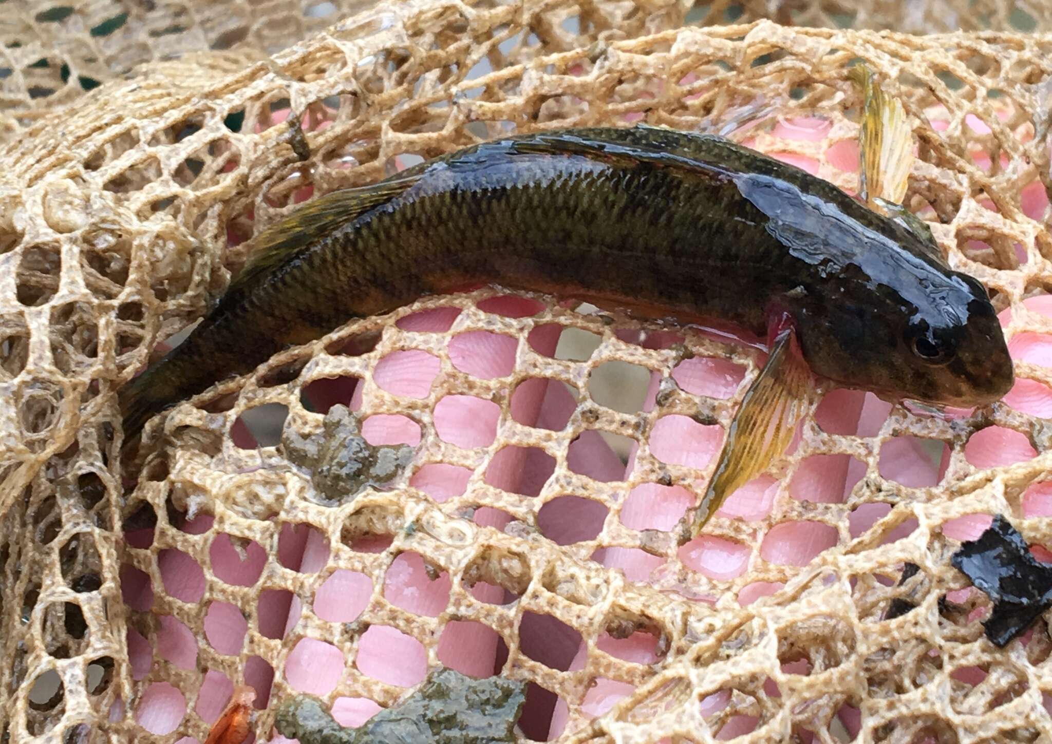 Слика од Etheostoma blennioides Rafinesque 1819