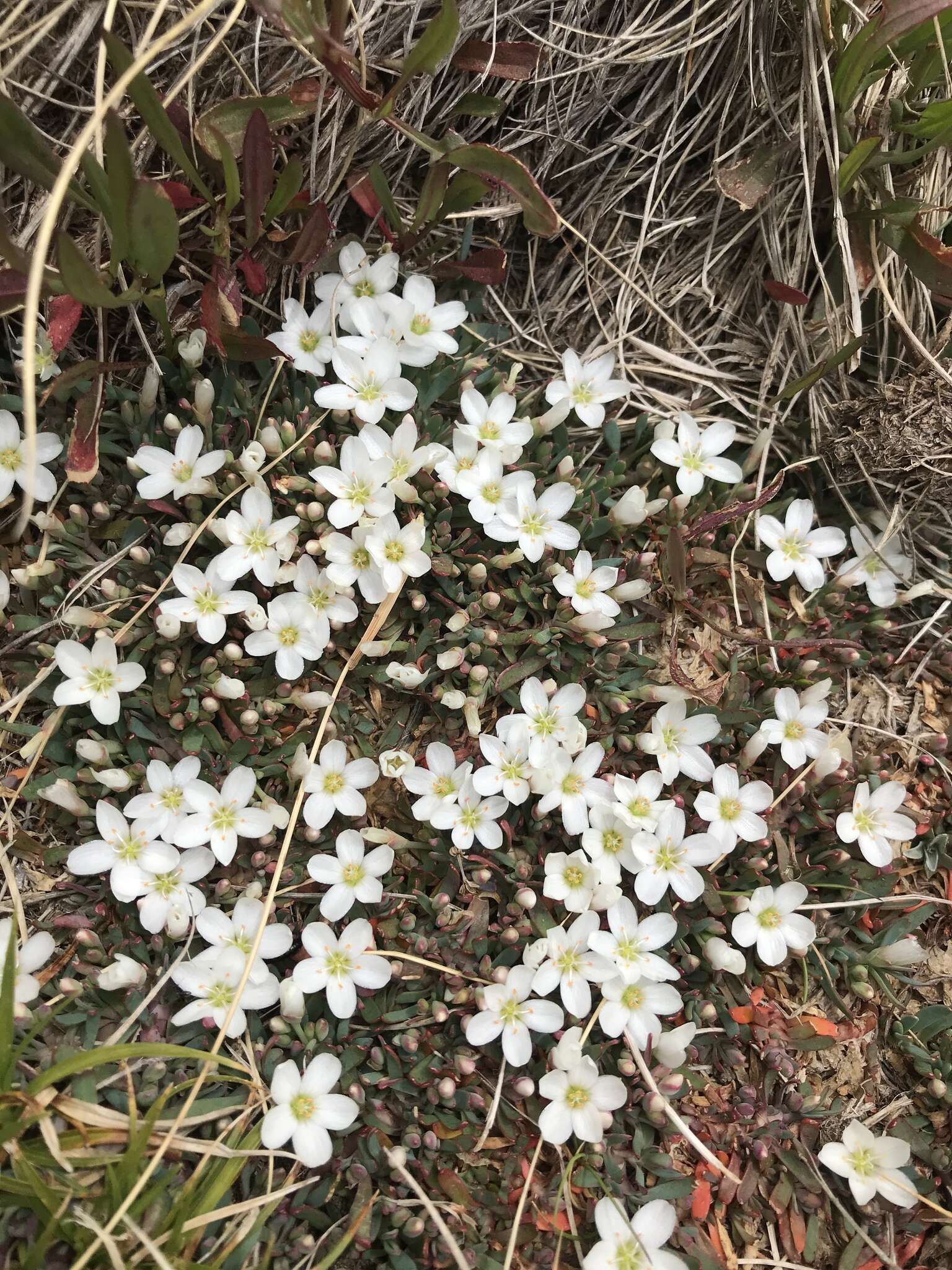 Montia australasica (Hook. fil.) Pax & K. Hoffm. resmi