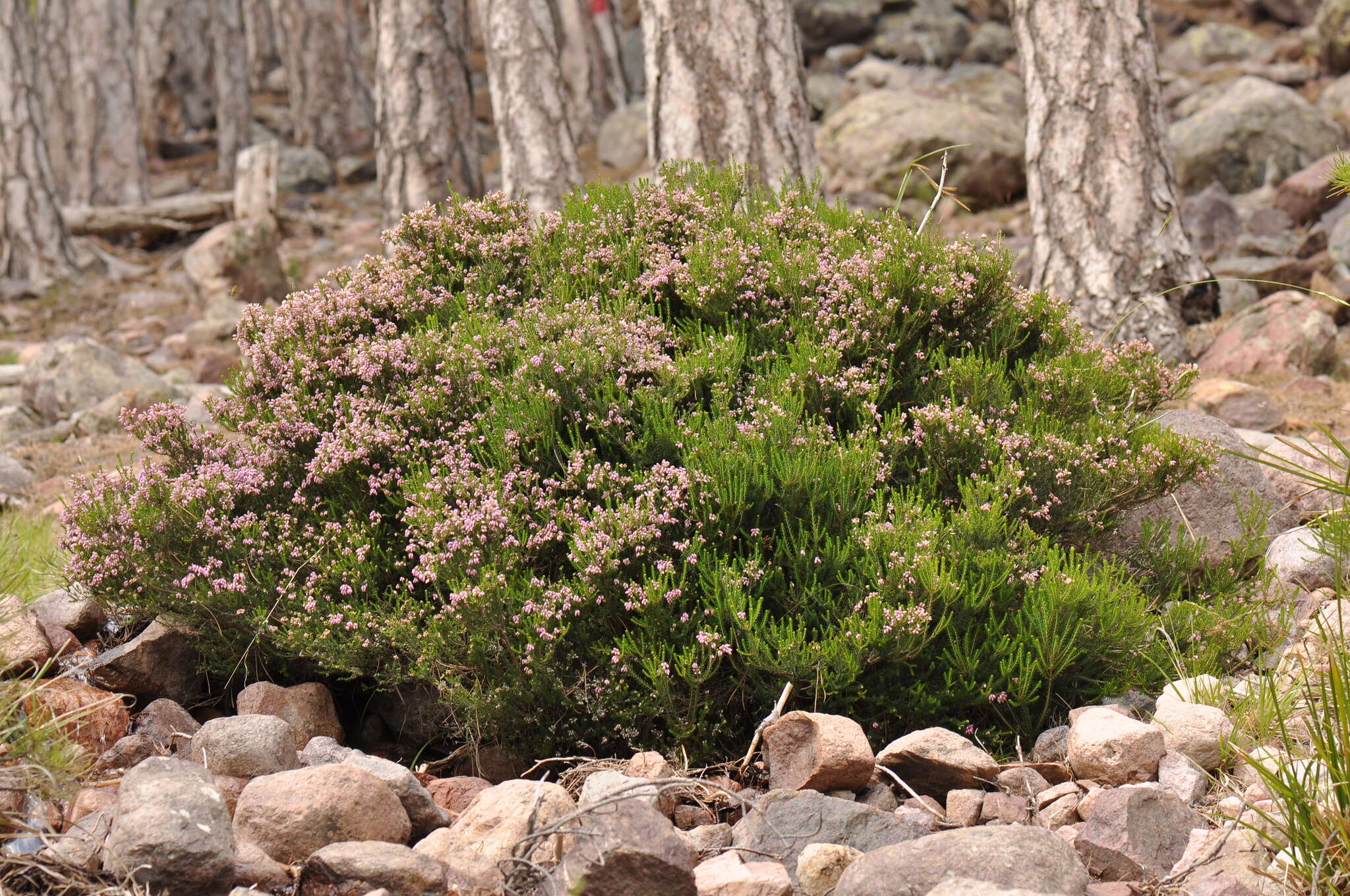 Image of Erica terminalis Salisb.