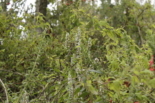 Image of Cunila lythrifolia Benth.