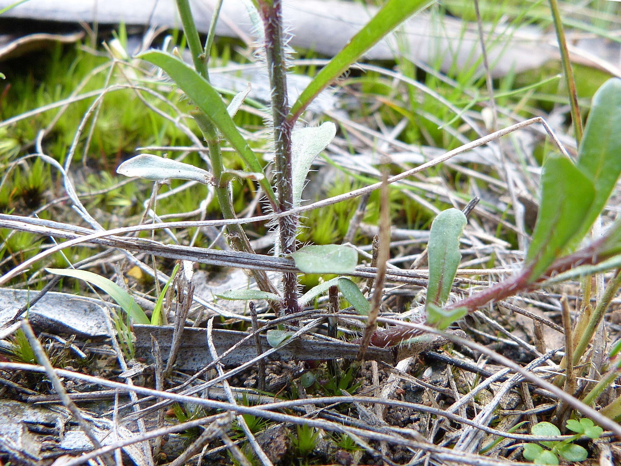 صورة Wahlenbergia gracilenta Lothian