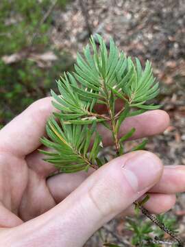 Image of Darwinia procera B. G. Briggs