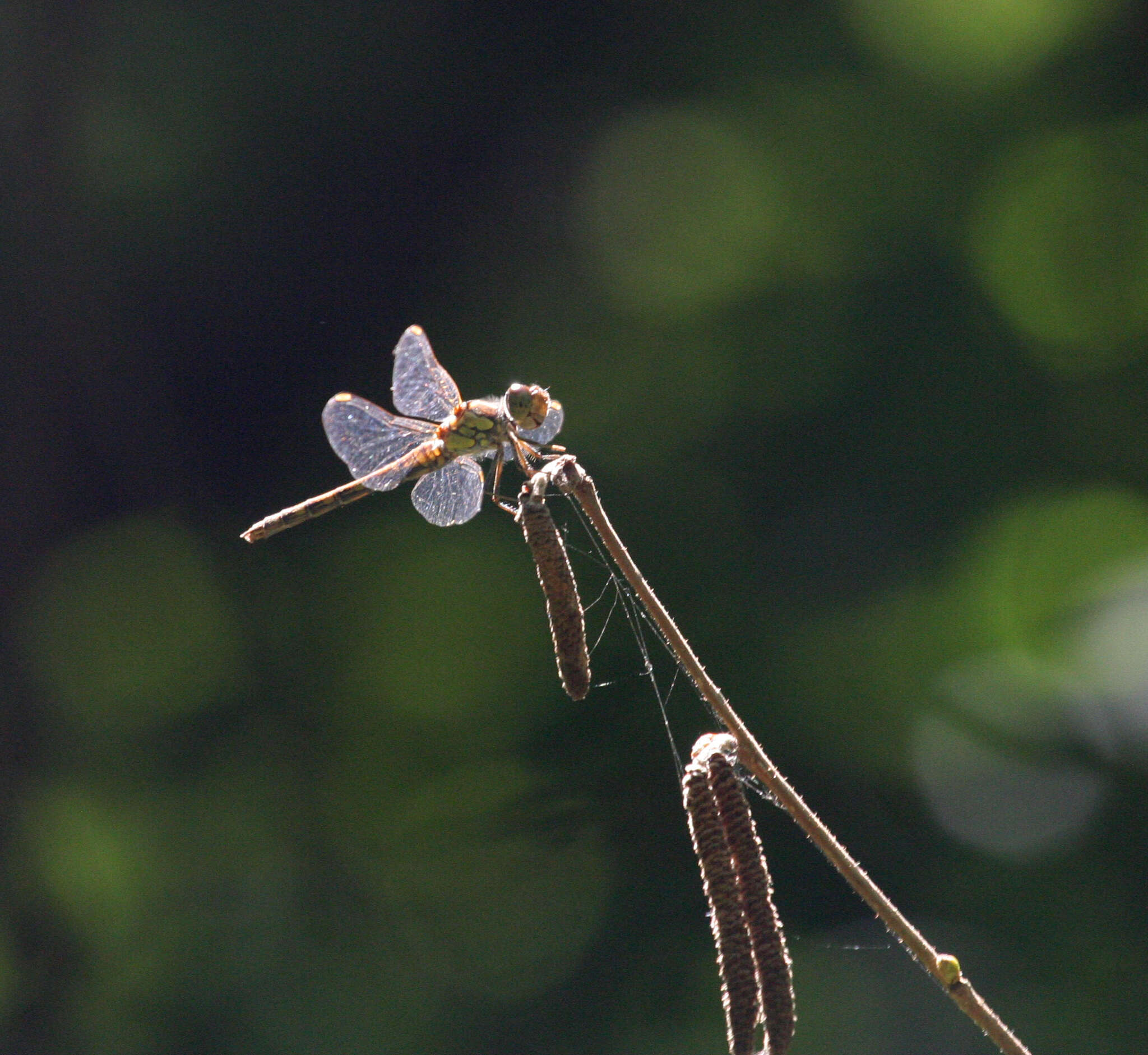 Image of <i>Sympetrum <i>striolatum</i></i> striolatum