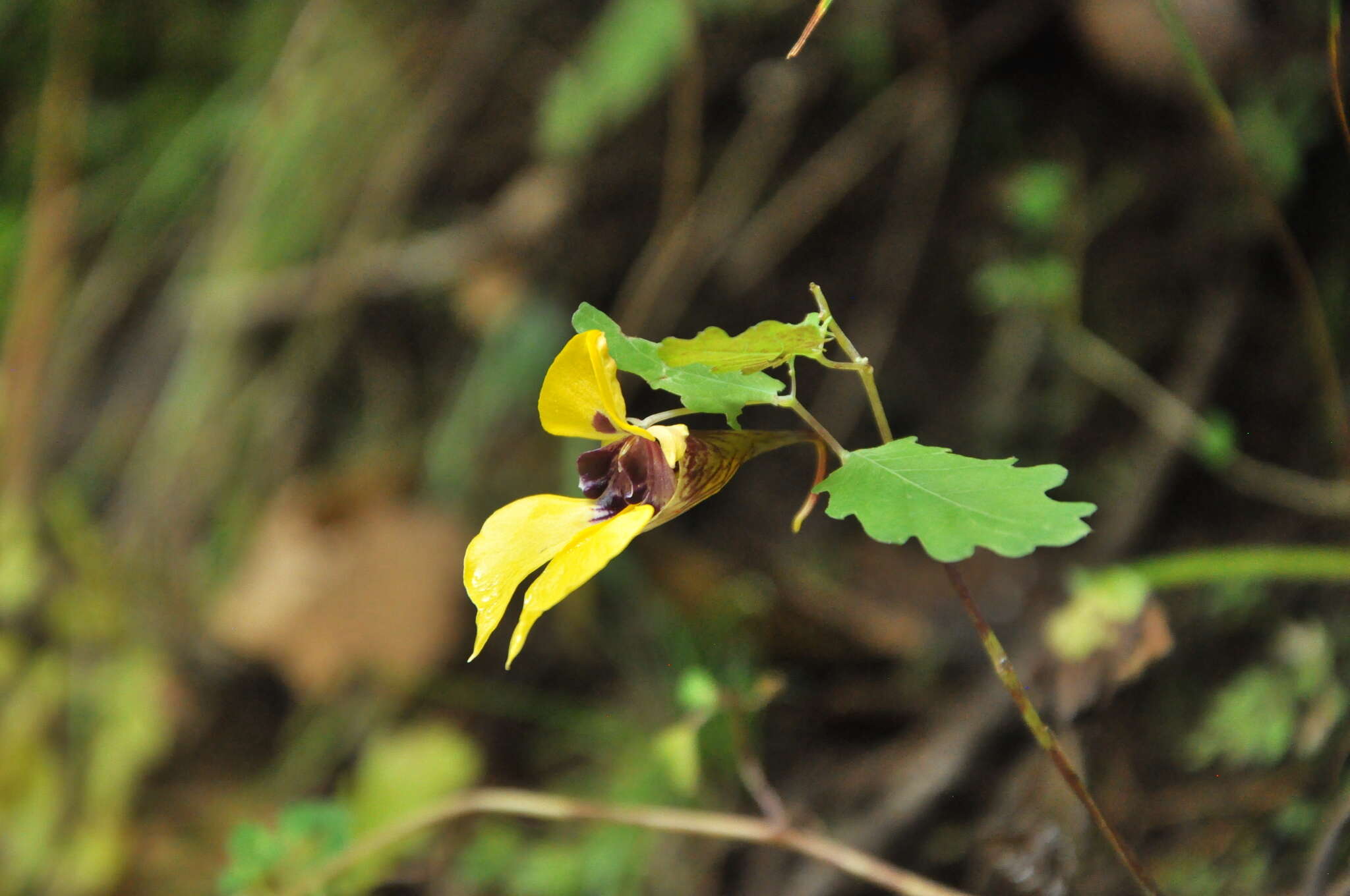 Image of Impatiens delavayi Franch.