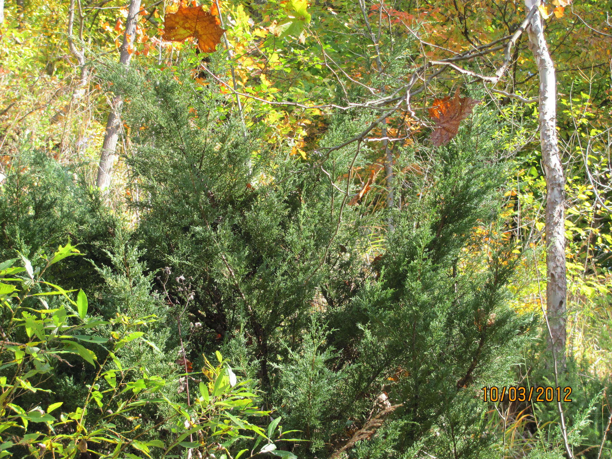 Image of Chinese Juniper