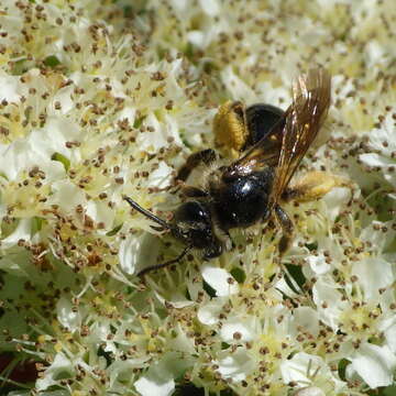 Sivun Andrena crataegi Robertson 1893 kuva