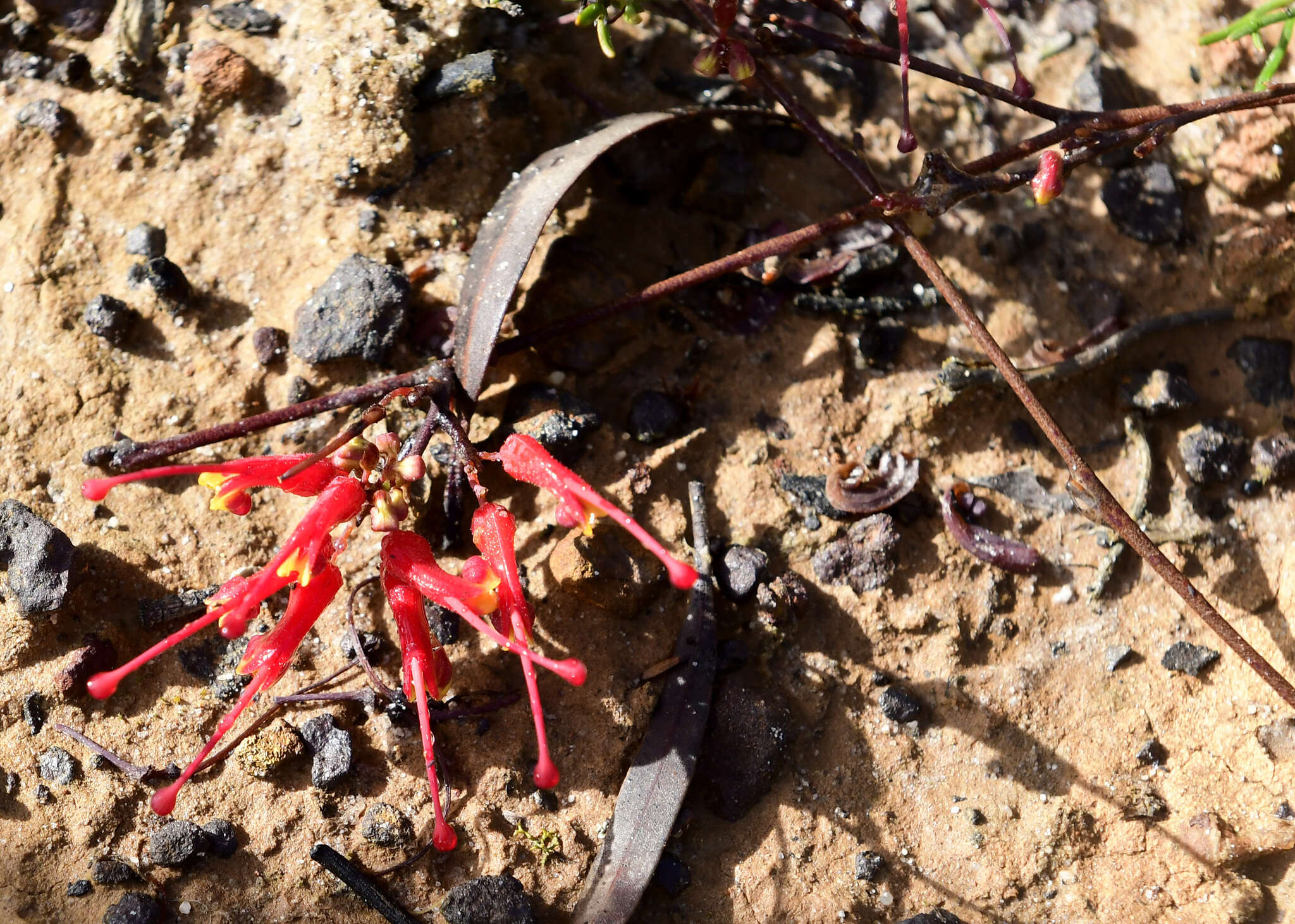 Image of Grevillea nudiflora Meissn.