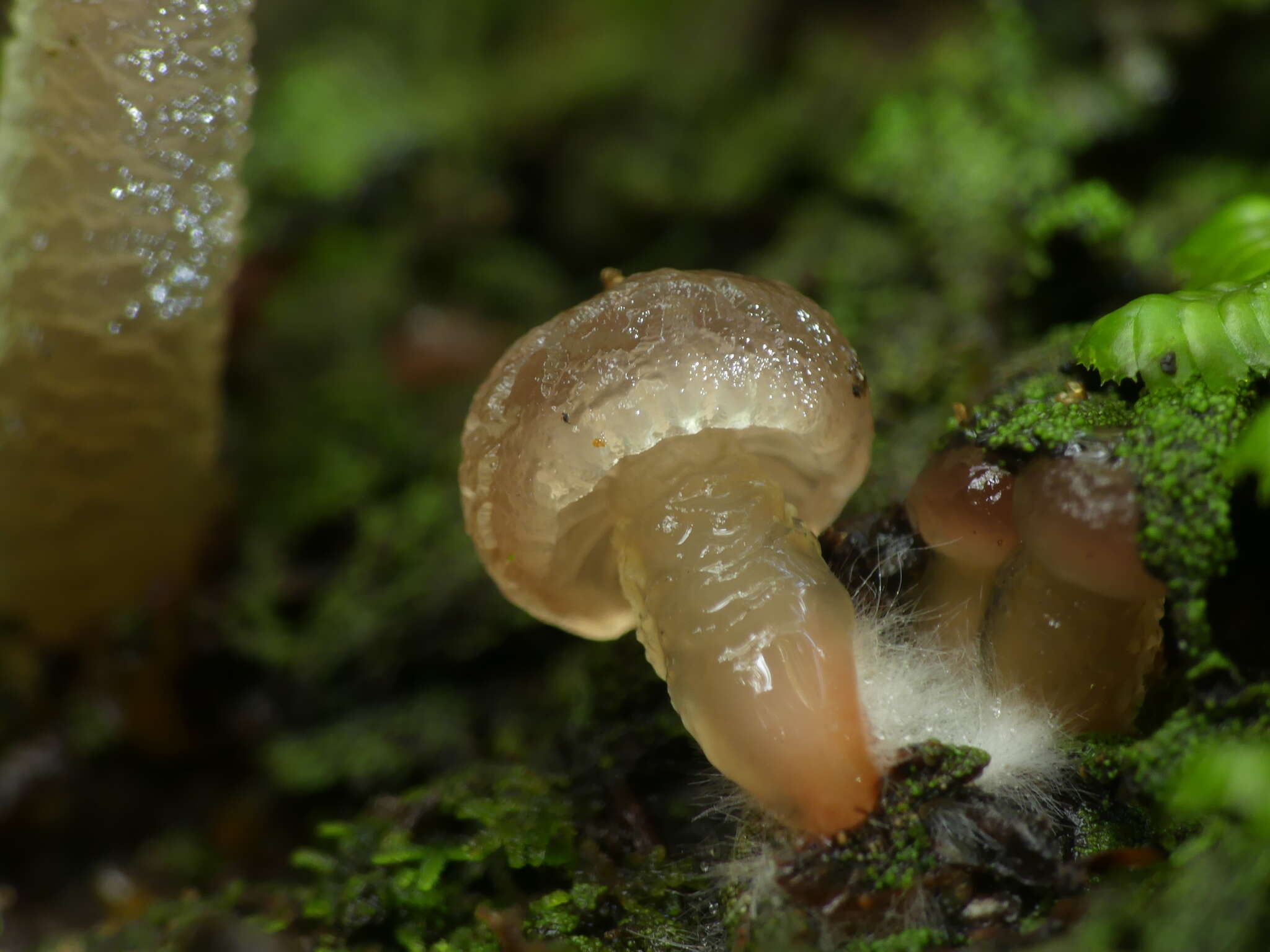 Image de Gliophorus lilacipes E. Horak 1973