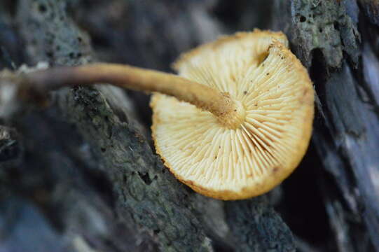 Plancia ëd Flammulaster muricatus (Fr.) Watling 1967