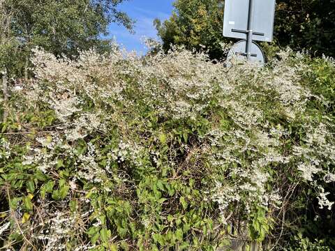 Image of Fallopia baldschuanica (Regel) Holub