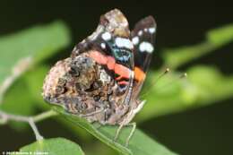 Image of Vanessa atalanta rubria (Fruhstorfer 1909)