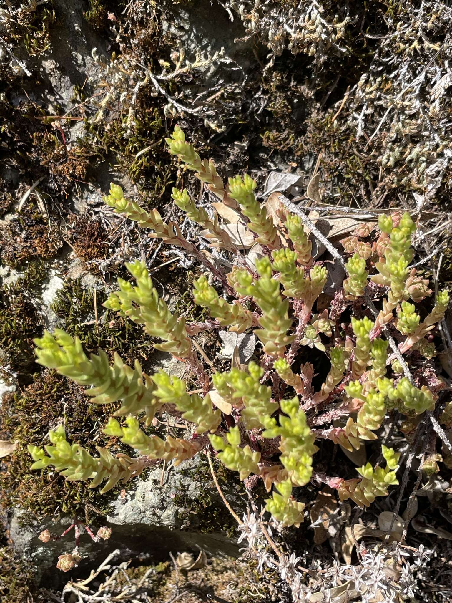 Image of Coast Range stonecrop