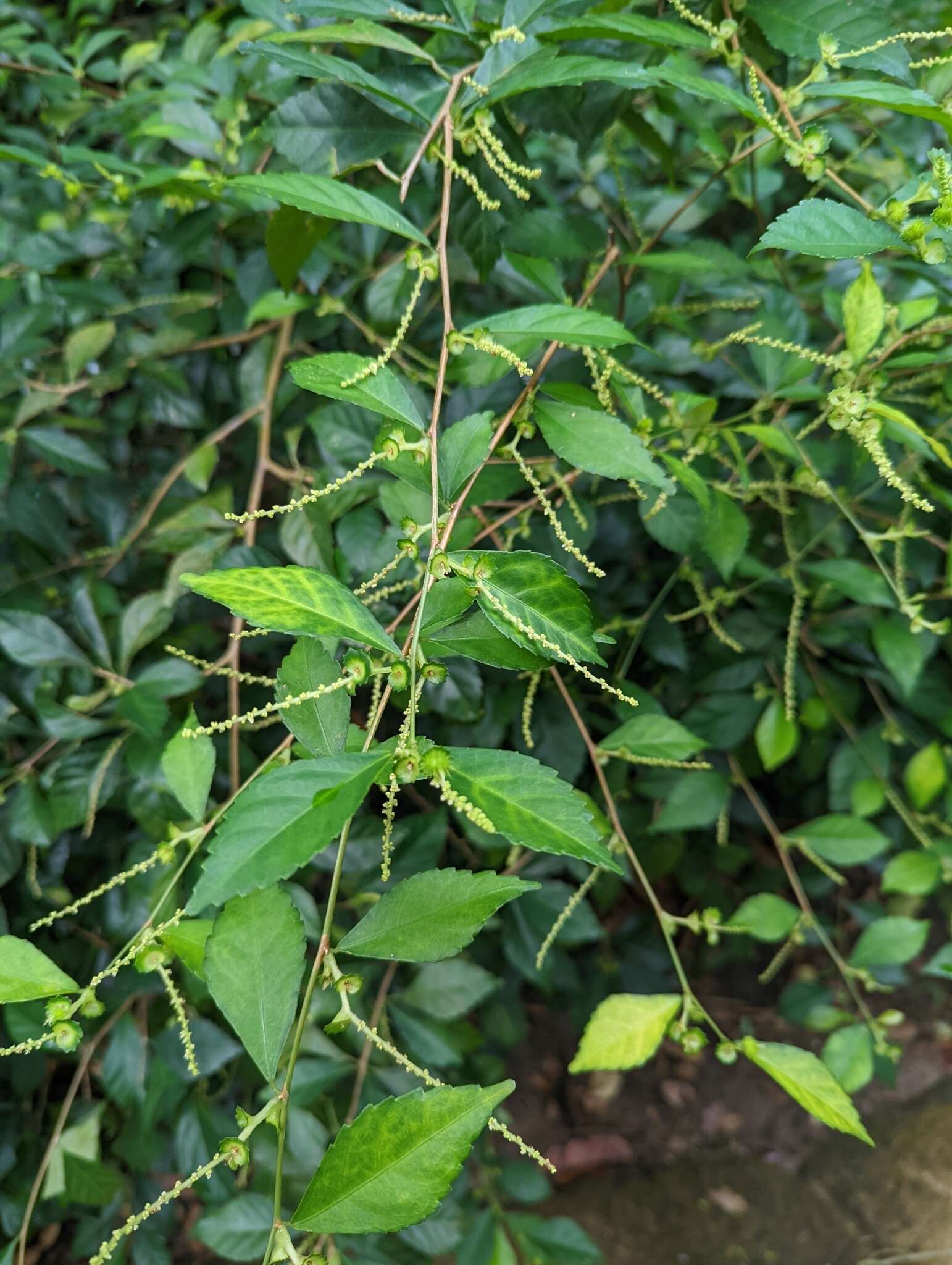 Acalypha siamensis Oliv. ex Gage resmi