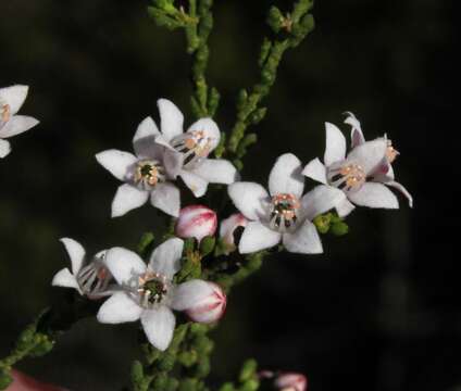 Image of Philotheca tomentella (Diels) Paul G. Wilson