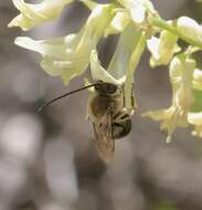 Слика од Anthophoridae