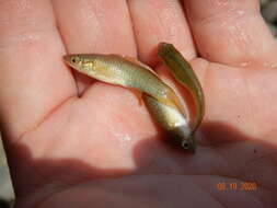 Image of Plains Topminnow