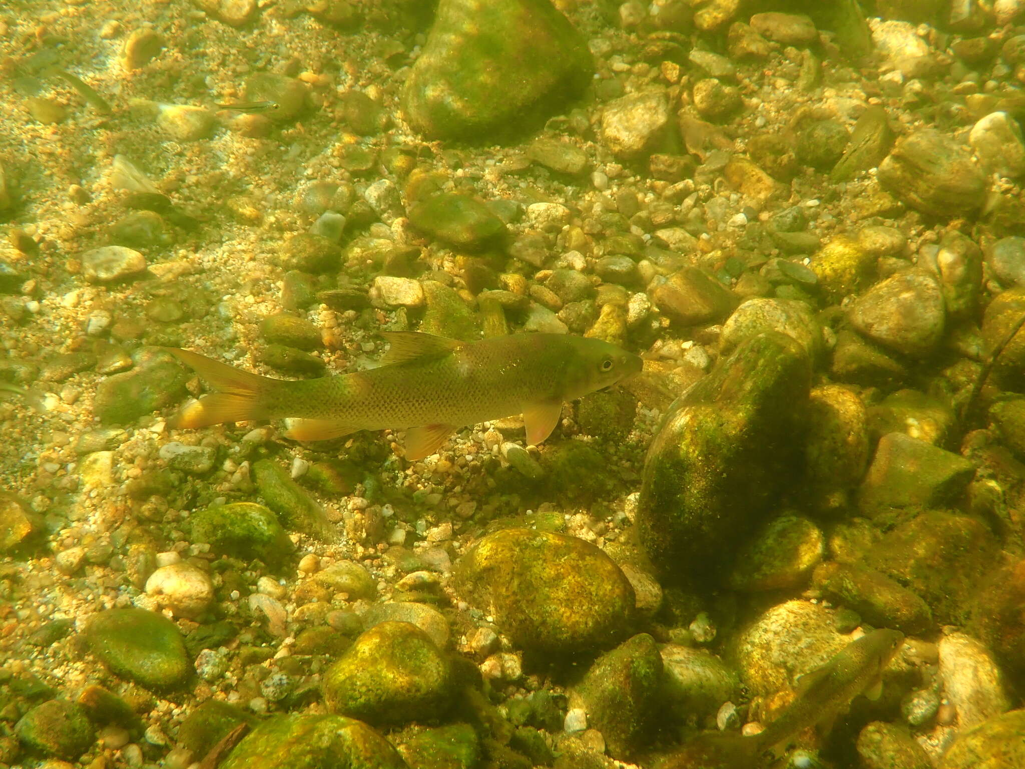 Image of Barbel