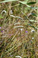 Image of Poterium tenuifolium var. alba (Trautv. & C. A. Mey.)