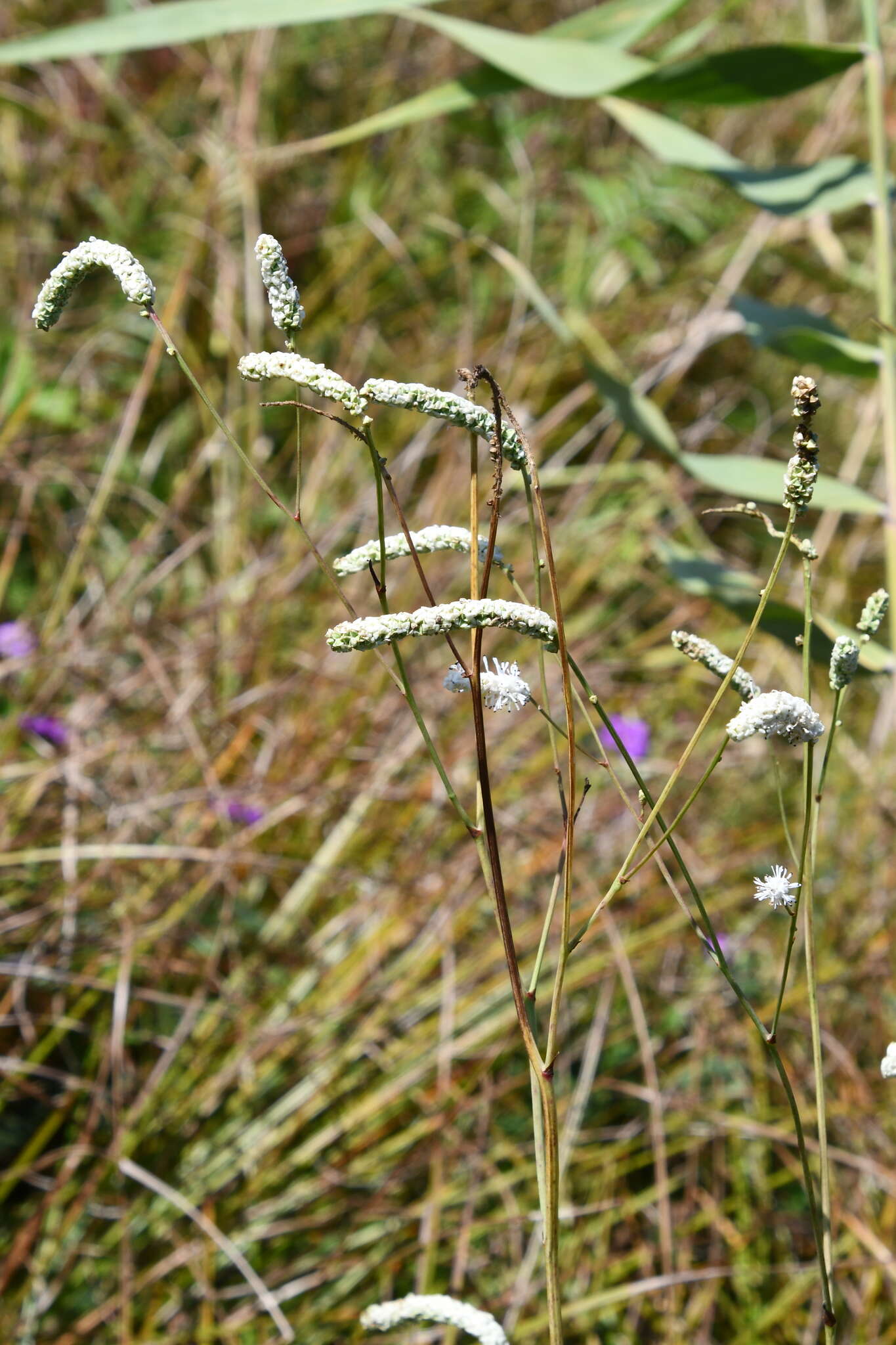 Image of Poterium tenuifolium var. alba (Trautv. & C. A. Mey.)