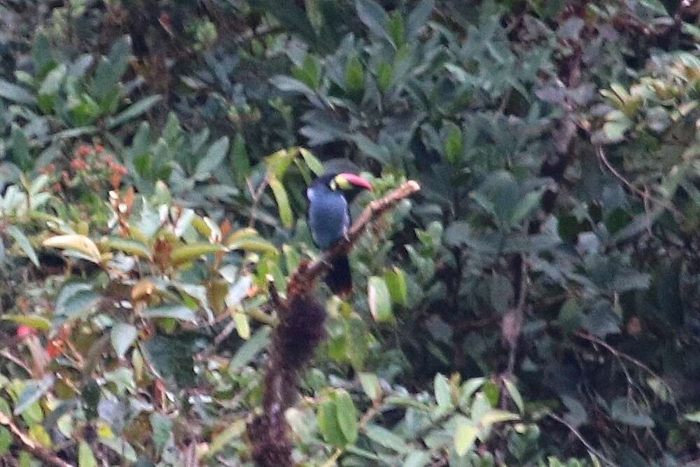 Image of Gray-breasted Mountain-toucan