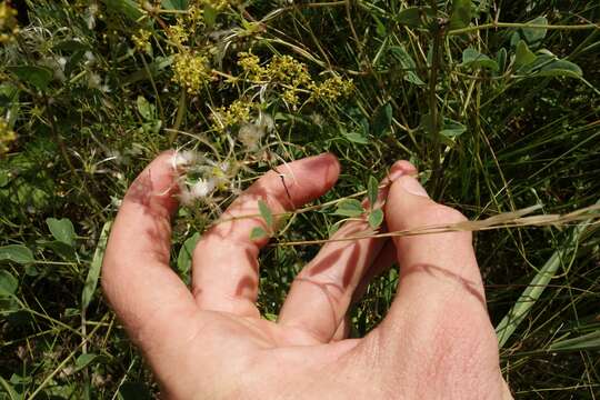 Image of Erect Clematis