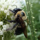 Xylocopa virginica virginica (Linnaeus 1771) resmi