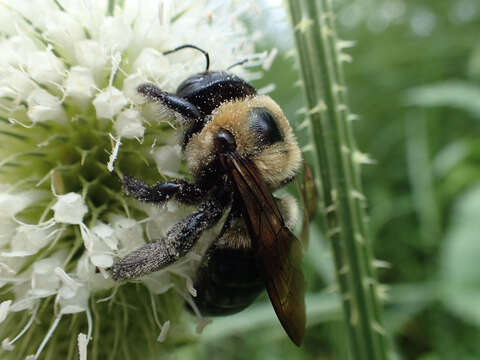 صورة Xylocopa virginica virginica (Linnaeus 1771)