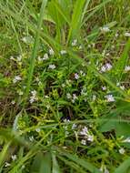 Image of longleaf summer bluet