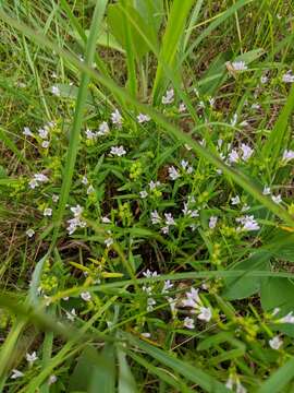 Image of longleaf summer bluet