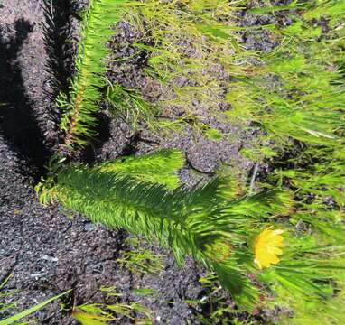 Image of Ursinia caledonica (Phillips) Prassler